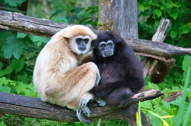 Гиббон — это разумная обезьяна. Места обитания, образ жизни и нрав гиббона