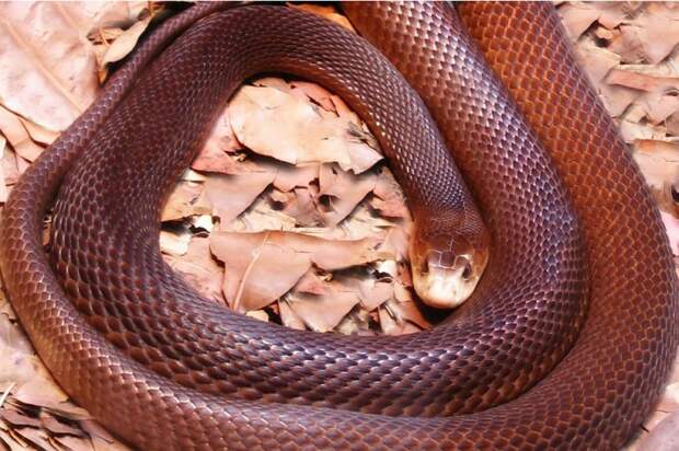 Самая опасная змея в Австралии, чрезвычайно раздражительная и бдительная змея, которая молниеносно реагирует на любое движение рядом.