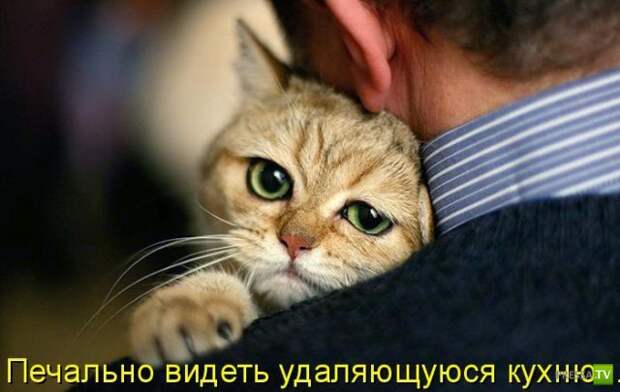 Котоматрица (18 фото)