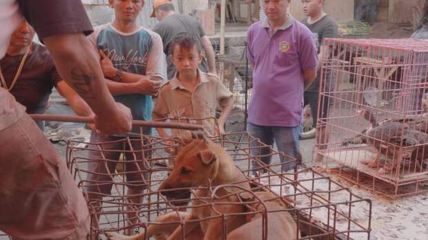 Индонезийский рынок, где продают мясо кошек и собак