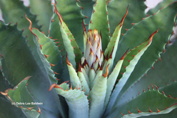 https://gardeninggonewild.com/wp-content/uploads/2009/07/Agave-potatorum.jpg