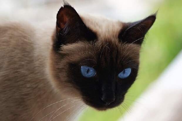 Кот смотрит