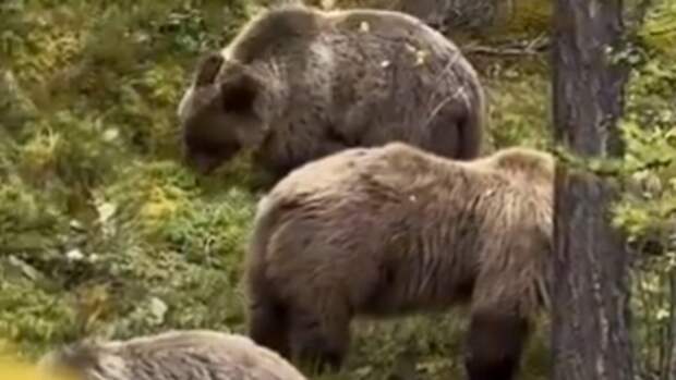 Медведи едят бруснику / Кадр из видео: