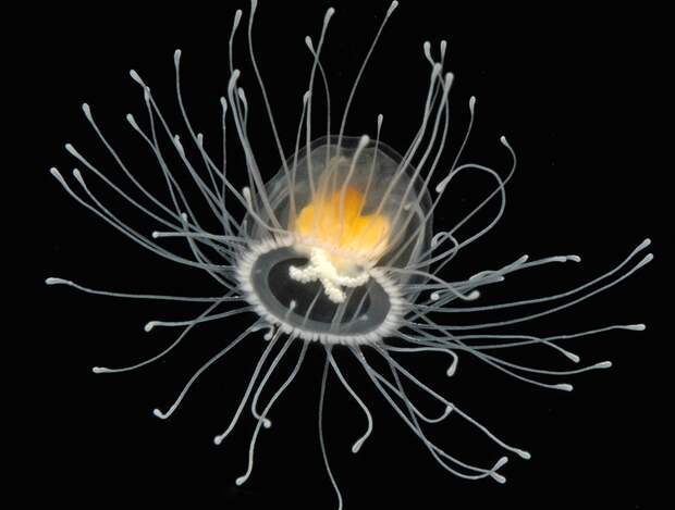 Медуза Turritopsis Nutricula – единственное на Земле бессмертное сущес животные, наука