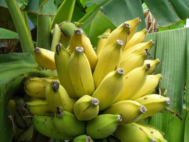 бананы-2