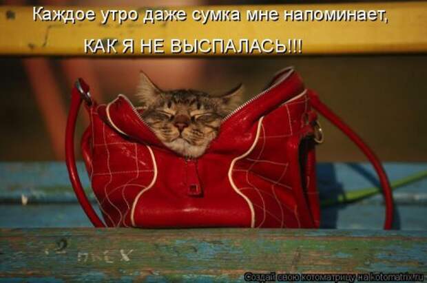 Свежая котоматрица для настроения (35 фото)