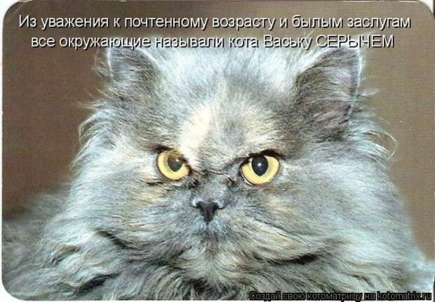 Лучшие котоматрицы недели (50 фото)