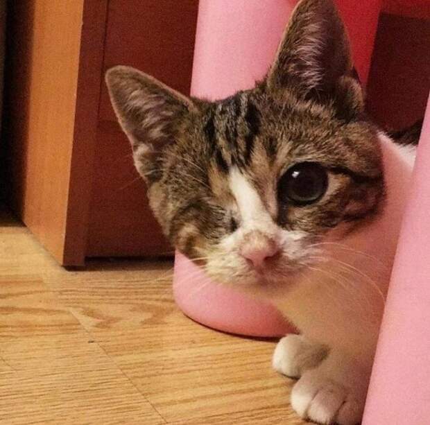 15 животных с особенностями, несмотря на которые они смогли найти любящий дом животные с особенностями, животные с особенностями которые нашли дом