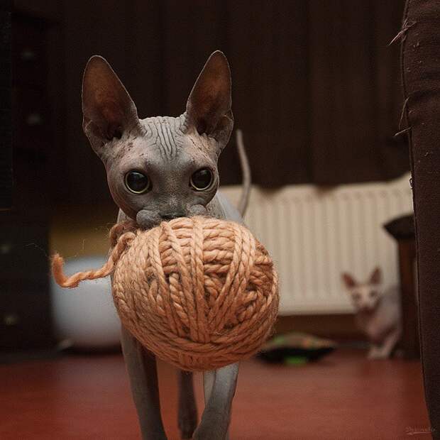 5.  коты, сфинксы