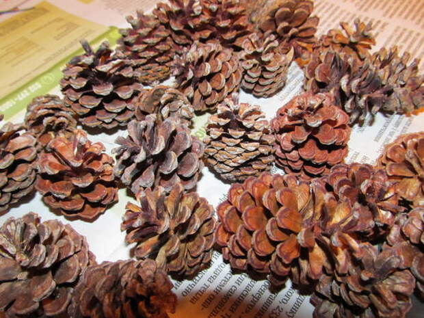 Шишки сосны горной Шишки сосны горной