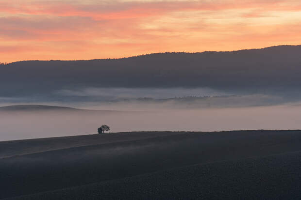 The Tree by Franco Mongili on 500px.com