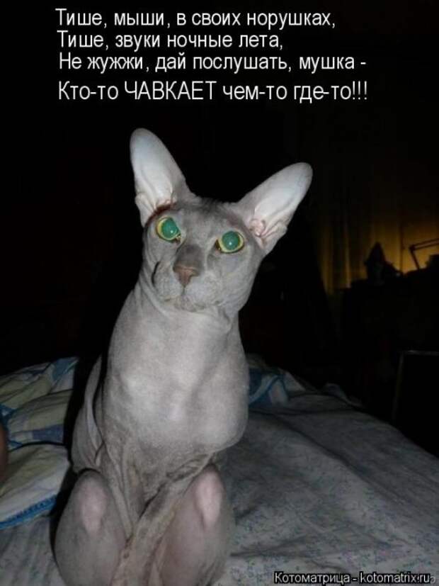Новая котоматрица на Бугаге (38 фото)