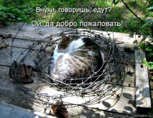 Новая котоматрица на Бугаге (38 фото)