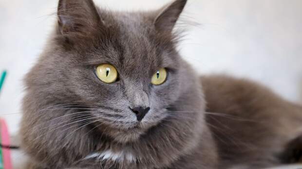 Кошка ест собачий корм? Это не просто вредно, а опасно: объясняем на языке физиологии