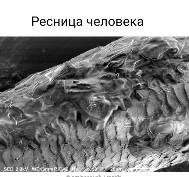 Невероятные фотографии под микроскопом Микроскоп, Макросъемка, Интересное, Длиннопост