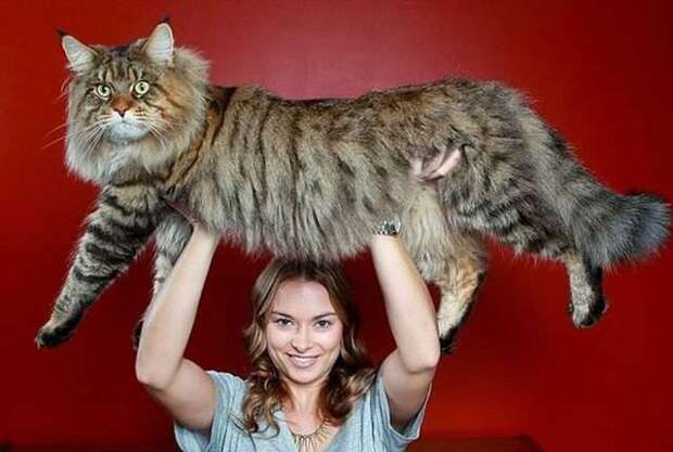 1. Это большие животные животные, коты, факты