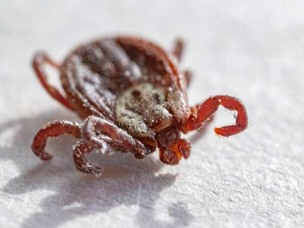 Россиянам назвали способы защиты от клещей