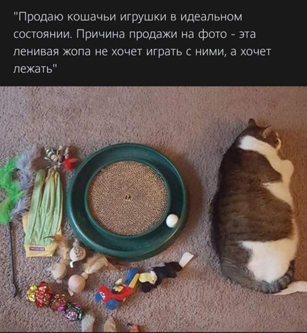 Хочет лежать Хочет лежать