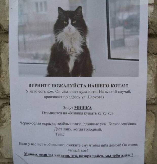 Коты настолько самодостаточны, что для них и про них уже сочиняют объявления: 12 фото