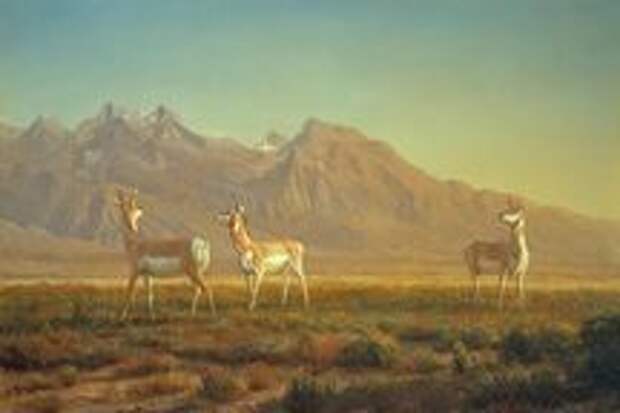 Prong-Horned Antelope, oil on canvas, circa 1865