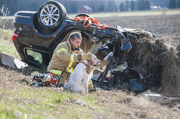 firefighters-rescuing-animals-saving-pets-52-5729f6d2d4491__605