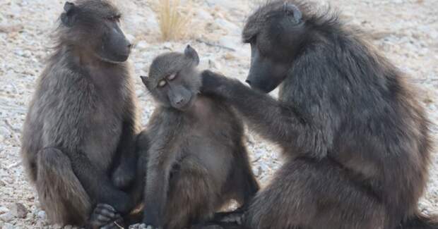 Медвежьи павианы: дети ревнуют к сиблингам как люди