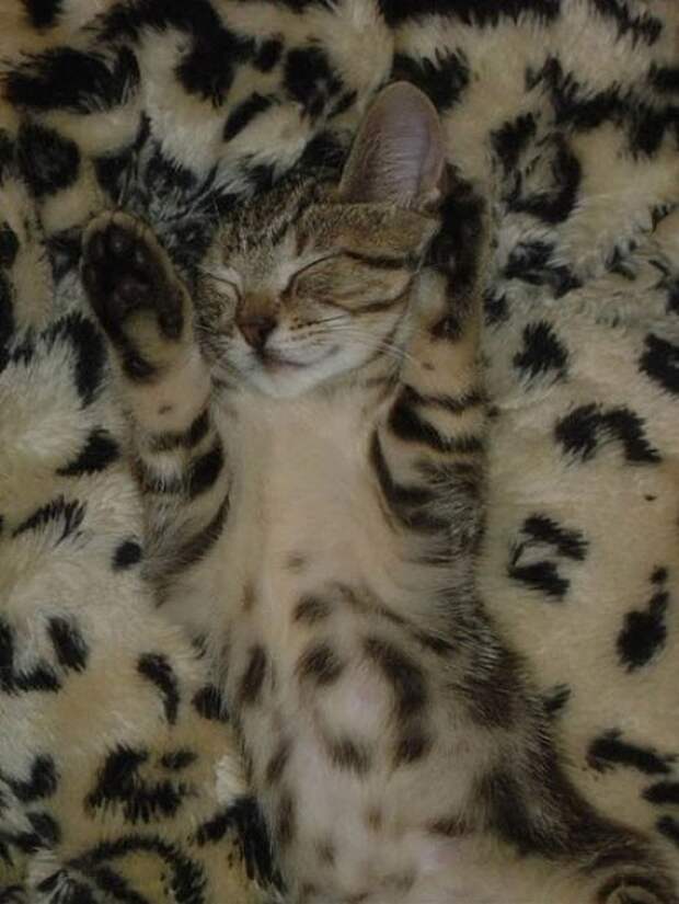 20 животных, которые маскируются как боги