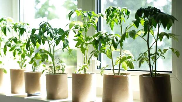 Чем подкормить томаты перед высадкой в теплицу, чтобы быстро пошли в рост