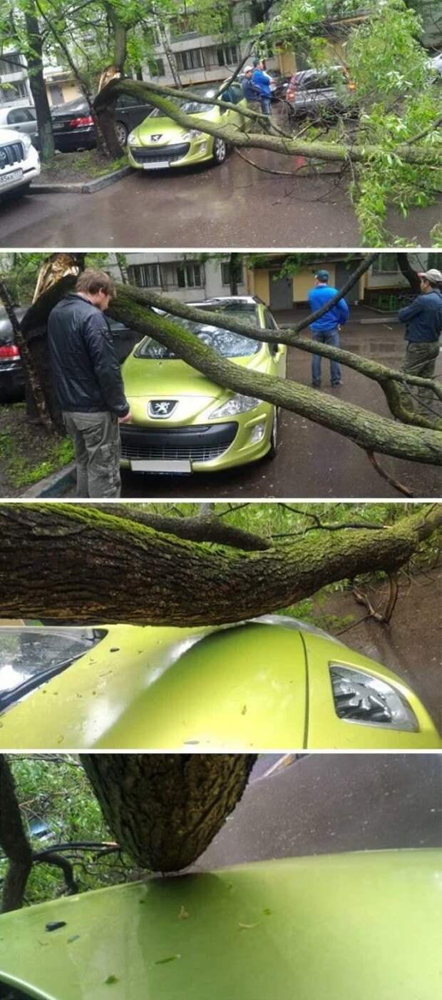 автомобиль, дерево