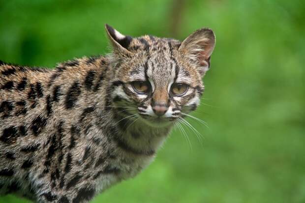Собаки и кошки: кто умнее кошки, собаки