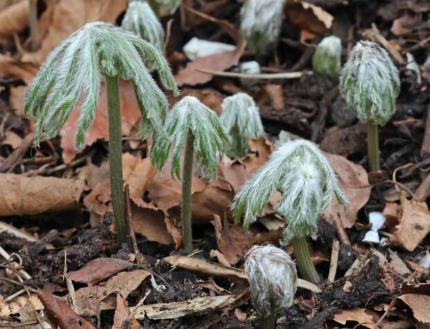 Какалия аконитолистная (Syneilesis aconitifolia) весной