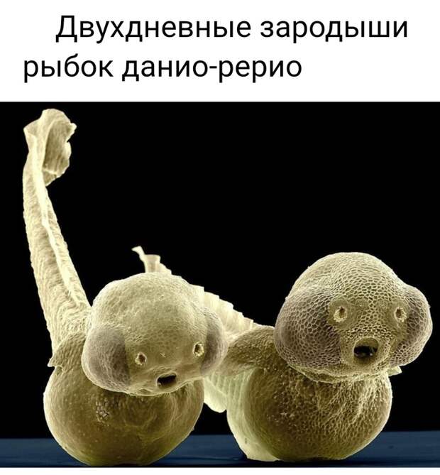 Невероятные фотографии под микроскопом Микроскоп, Макросъемка, Интересное, Длиннопост