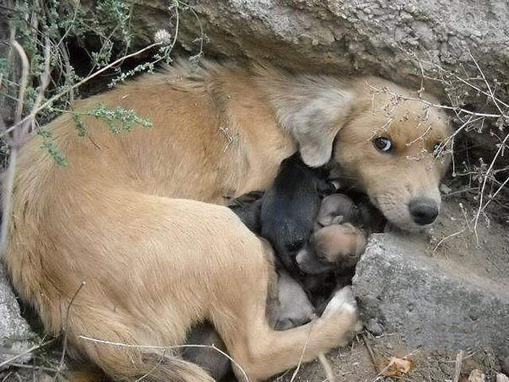 Брошенные собаки и кошки фото