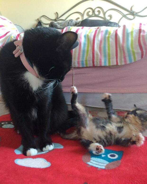 Без кота и жизнь не та