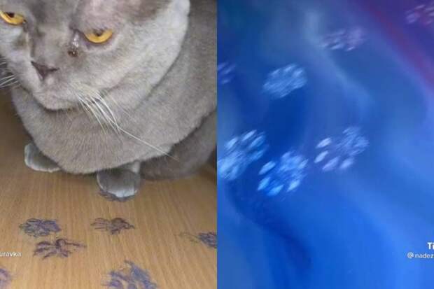 «Я так вижу»: испортивший картину кот остался доволен своим творением