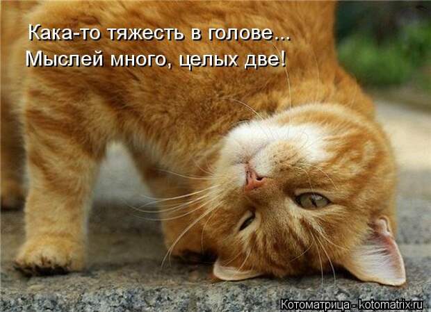 Котоматрица: Кака-то тяжесть в голове... Мыслей много, целых две!