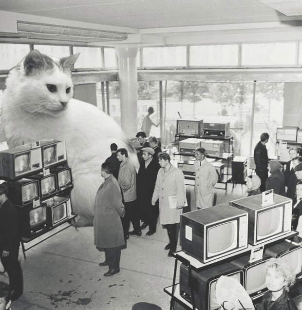 Кто-то объединил огромных кошек с советским временем,  объединить гигантских кошек с зимними и новогодними фотографиями из советского времени, Ольга Собенина
