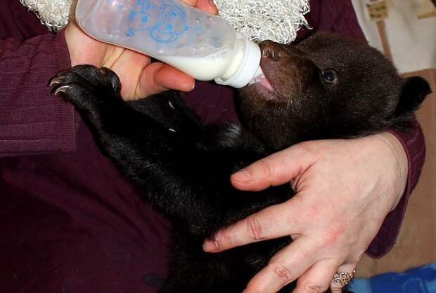 В Харьковском зоопарке показали новорожденных медвежат зоопарк, медведь, пополнение, харьков