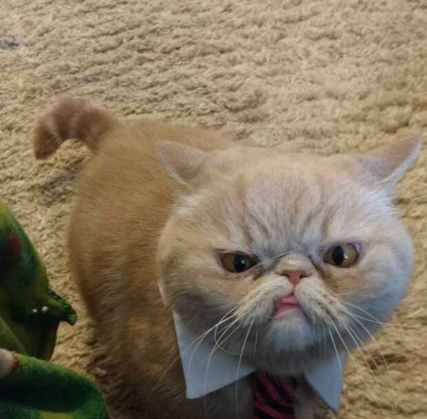 Без кота и жизнь не та