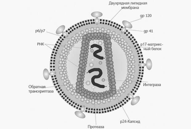 Строение вириона ВИЧ