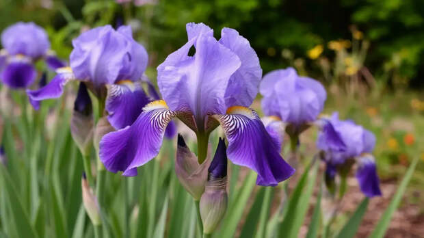 Весенний SOS для ирисов: 3 верных шага к шапке роскошных цветов