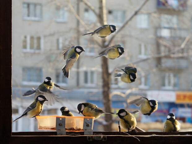 Круговорот синиц в городской среде.