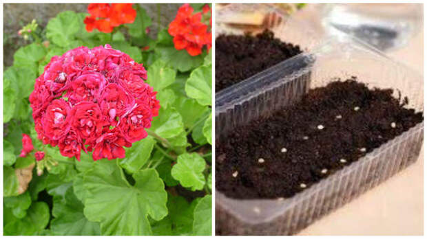 Слева очередная красавица-пеларгония в моем объектива, справа посев семян пеларгонии, фото сайта www.glav-dacha.ru