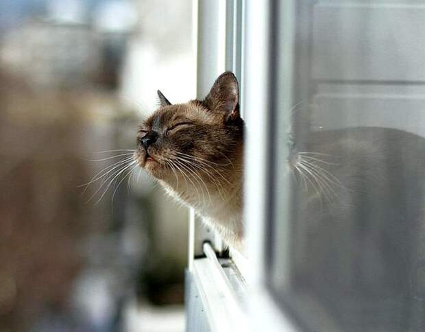 Коты, смотрящие в окно коты, окно, фотографии