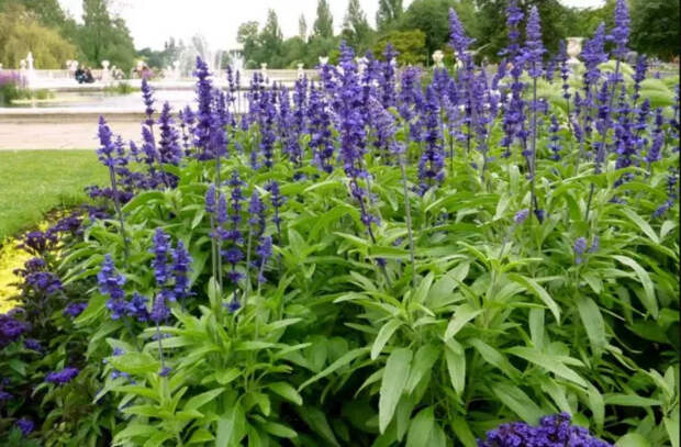 Лечебные свойства шалфея