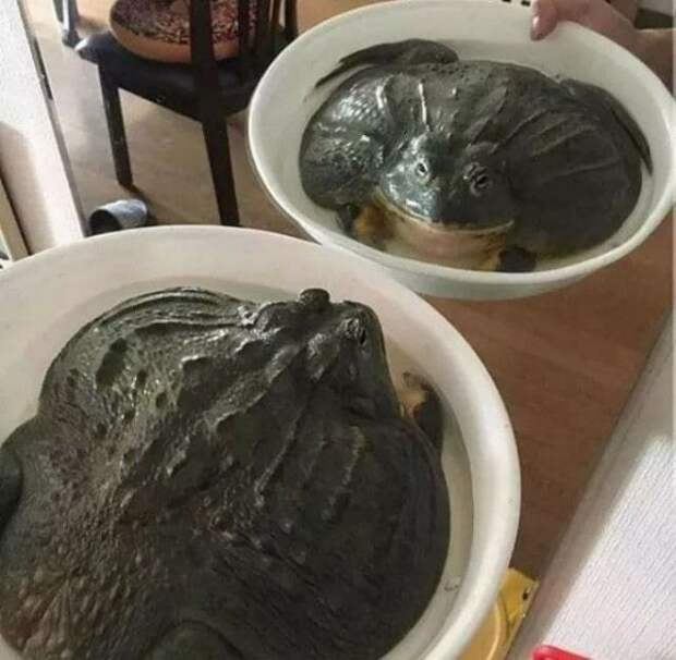 Лягушка