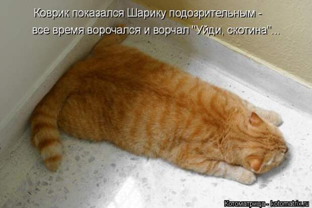 Лучшие котоматрицы недели (50 фото)