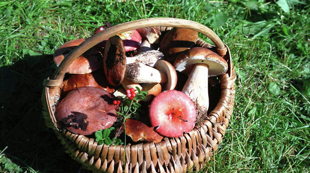 Немного о грибах грибы, факты, что нужно знать о грибах