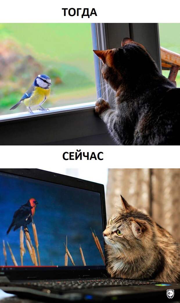 Как изменилась жизнь котов с появлением современных технологий животные, прикол