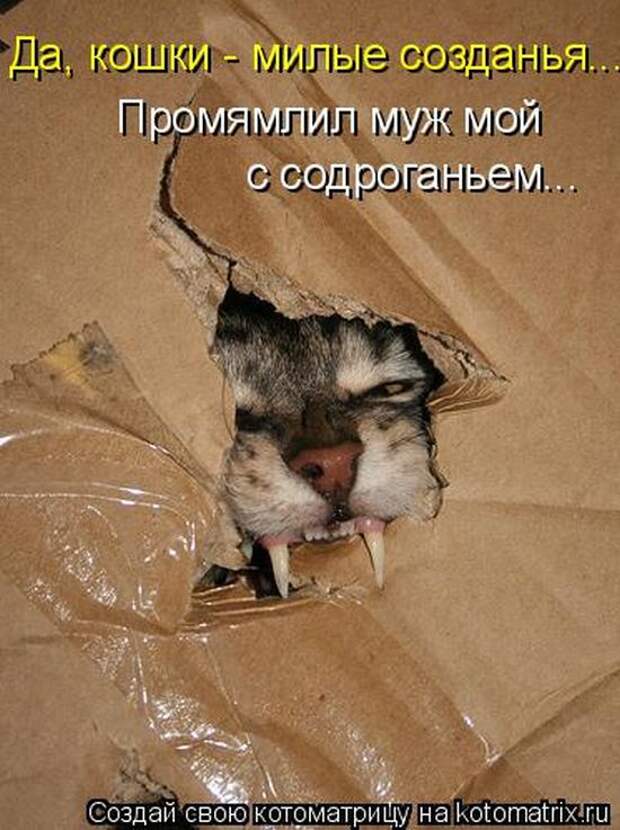 Забавные котоматрицы